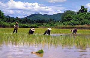 Reispflanzung
